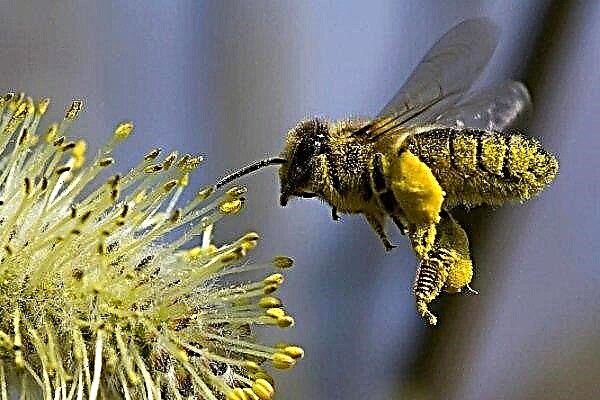 Lebah yang bekerja sebagai asas sarang