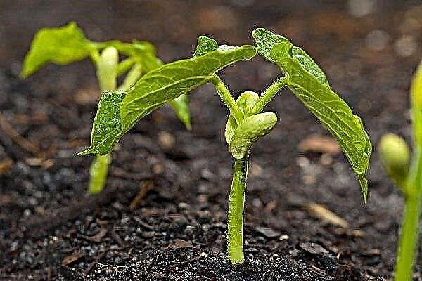 Ako pestovať fazuľu na otvorenom priestranstve: výber odrôd, výsadba a starostlivosť o rastliny