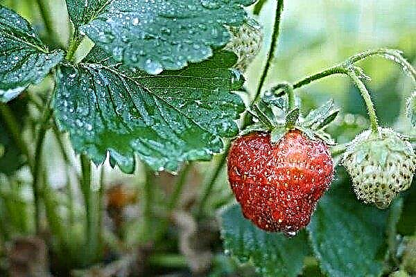Comment et quand arroser les fraises: méthodes et instructions étape par étape