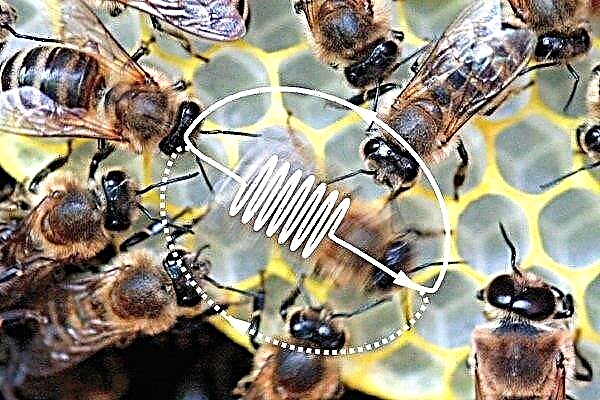 Features of dancing bees as a way of transmitting information