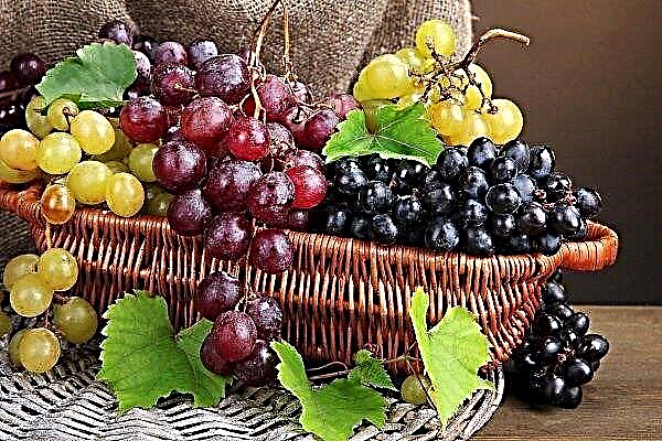 As melhores variedades de uva de mesa