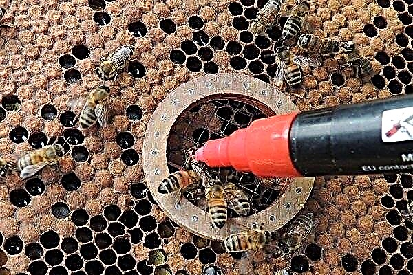 Por que e como as abelhas rainhas são marcadas?