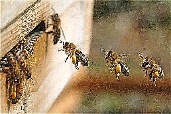 La ruche d'abeilles est une partie importante de chaque ruche