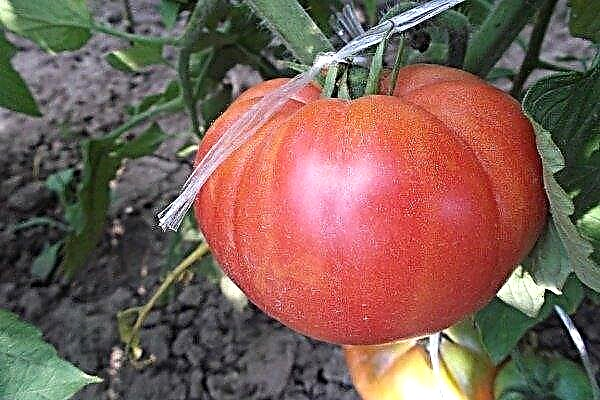 Описание на сорта домати Цунами