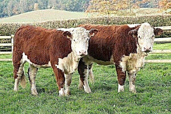 Hereford Cows: Description of Content and Productivity