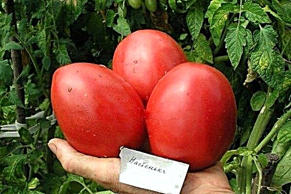 Katsaus tomaatit Nastenka: ominaisuudet ja kasvatussäännöt