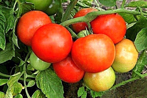 Tomato Juggler - hybrid pro pěstování v drsných oblastech