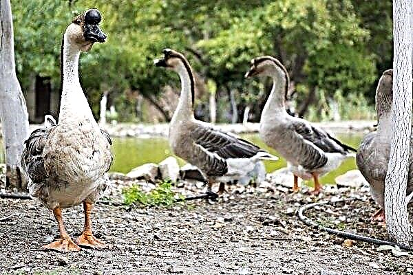 Gray and white Chinese geese. How to keep and breed the breed?