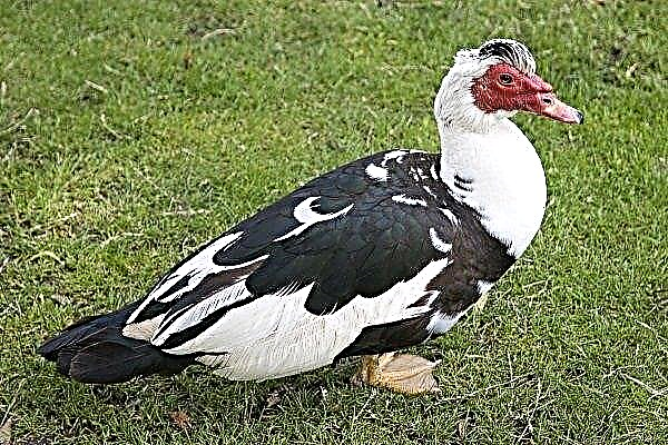 Muscovy duck: description of the breed and features of its content