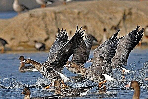 Description of the White-fronted Goose: What is so special about this wild bird?