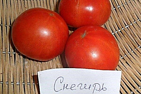 Bewertung von Snegiri-Tomaten
