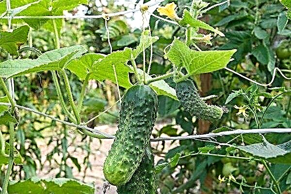 Cucumber variety Competitor - a description of the appearance and cultivation features