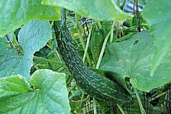 What is remarkable about the Chinese cucumber? Features of planting and care