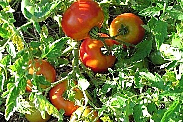 Skorospelka é uma variedade de tomate maduro precoce com excelentes características