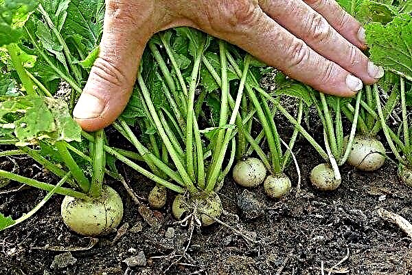 How to grow turnips correctly? Step by step instructions
