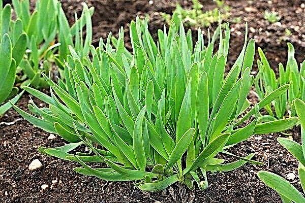 What varieties of perennial onions are there and how to grow them correctly?