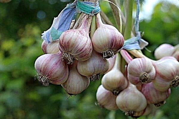 29 varieties of winter garlic