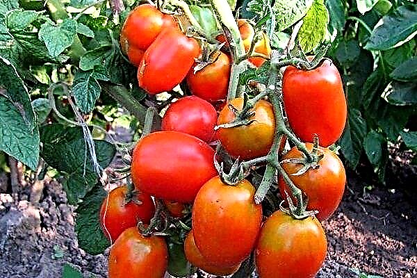 Growing tomatoes Maroussia: what is a good variety and how to care for it?
