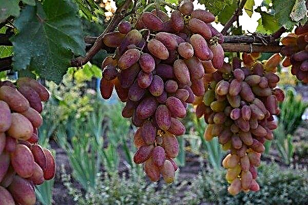 Variedad de uva - Transformación: características clave y reglas de crecimiento