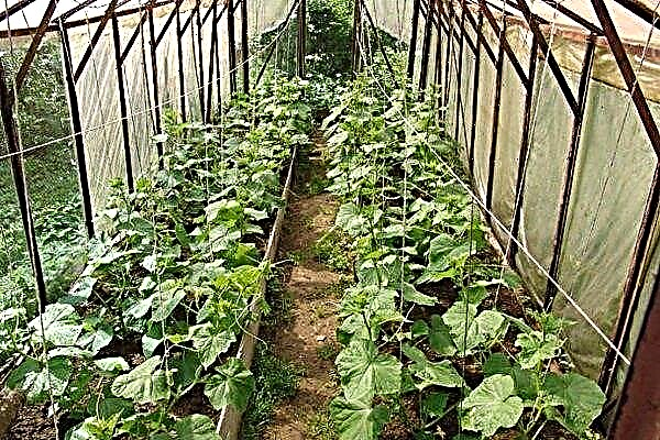 Hur man odlar gurkor i ett växthus?