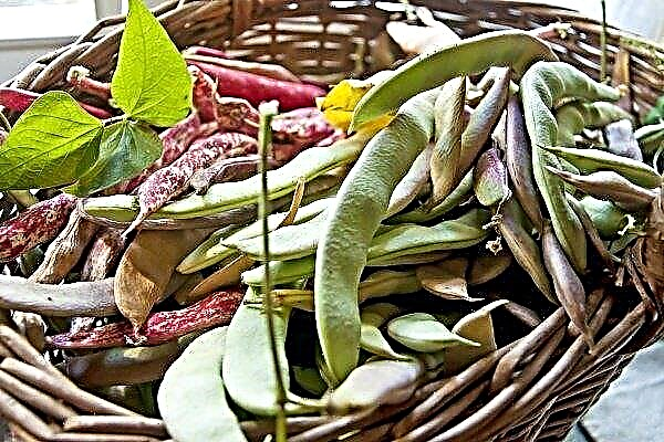 The best varieties of curly and bush beans