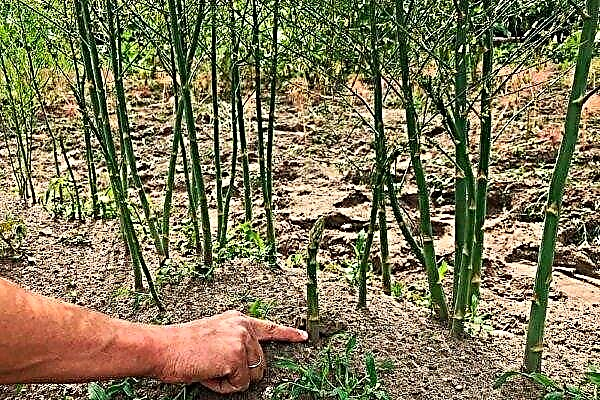Quais doenças e pragas de aspargos existem? Como proteger uma planta?