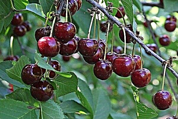 Everything about the variety of cherries "Shokoladnitsa"