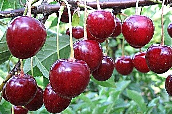 Beskrivelse og viktigste kjennetegn på kirsebærsorten Turgenevka