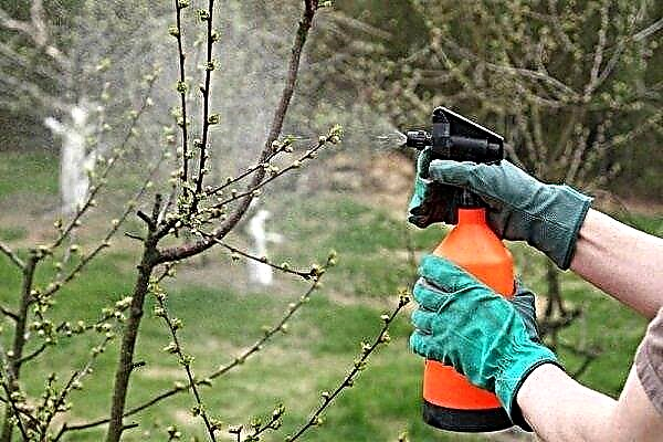 Hur bearbetar körsbär på våren mot sjukdomar och skadedjur?