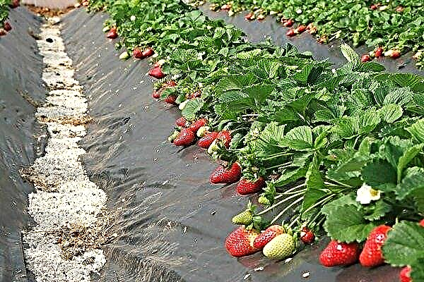 Funksjoner ved å plante og dyrke jordbær under filmen