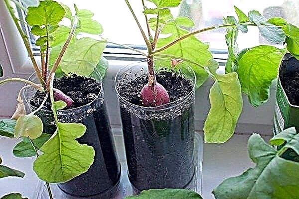 How to grow radishes on the balcony? Step by step instructions