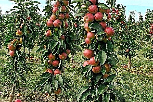 What is a columnar apple tree: description, planting and care