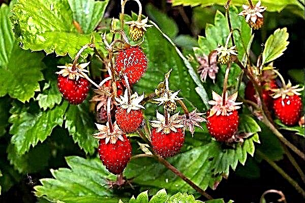 All about wild strawberries: value, growth and cultivation