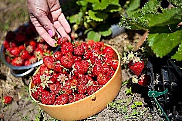 When and how to pick strawberries correctly?