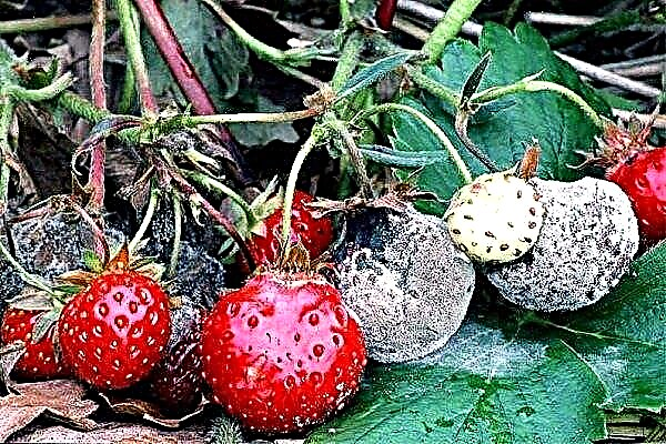 What pests and diseases affect strawberries? How to deal with them?