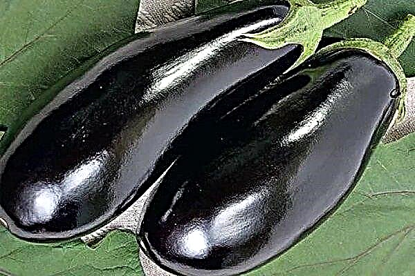 Varietal qualities of "Black Prince" eggplant. Planting and leaving