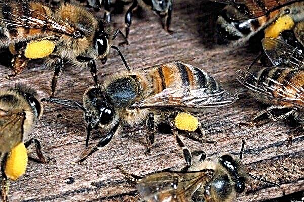 Vlastnosti včel: struktura, vlastnosti, obsah a výhody včely