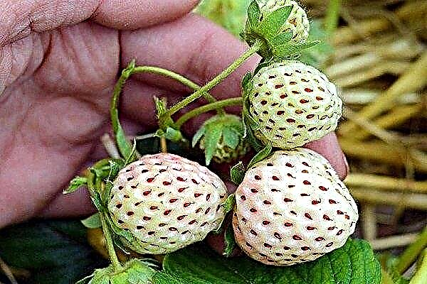 Characteristics and features of growing Pineapple strawberries