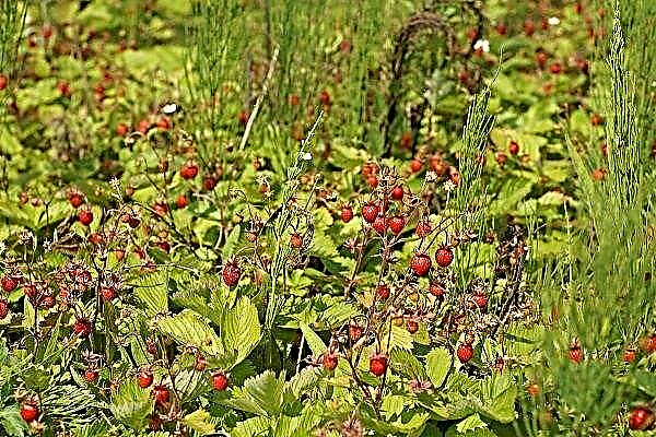 Features of meadow strawberries and rules for caring for them
