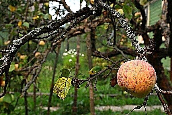 Jak prodloužit život starého jabloně?