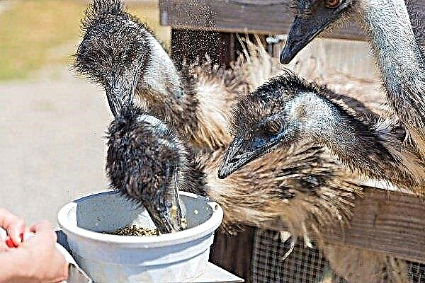 How and what to feed ostriches: all about the methods and mode of feeding