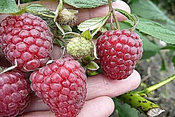 Why are raspberries sour?