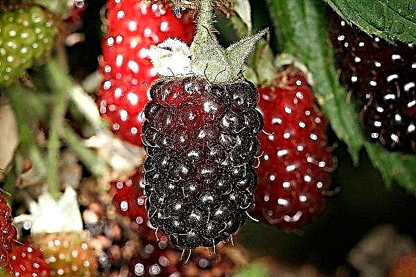 Що таке бойзенова ягода: опис гібрида, посадка і вирощування