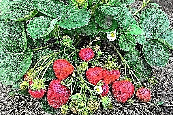 Ways to rejuvenate old strawberries