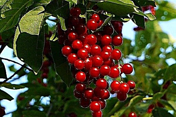 Wszystko o hybrydzie cerapadus: jakie jagody i jak sadzić?