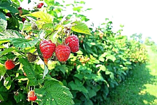 Signs of old raspberries and how to renew them