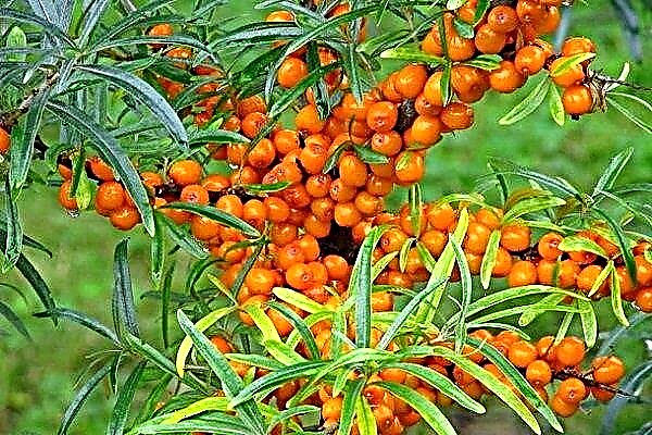 Causes of yellowing of sea buckthorn leaves