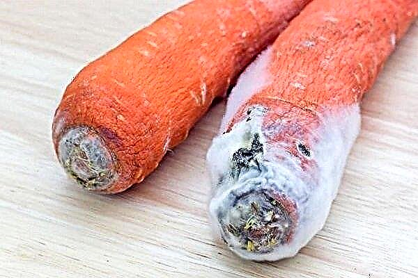 Pourquoi les carottes s'estompent: principales causes et solutions efficaces
