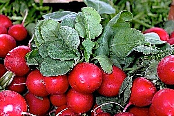 Characteristics of Cherriet radish and the subtleties of its cultivation