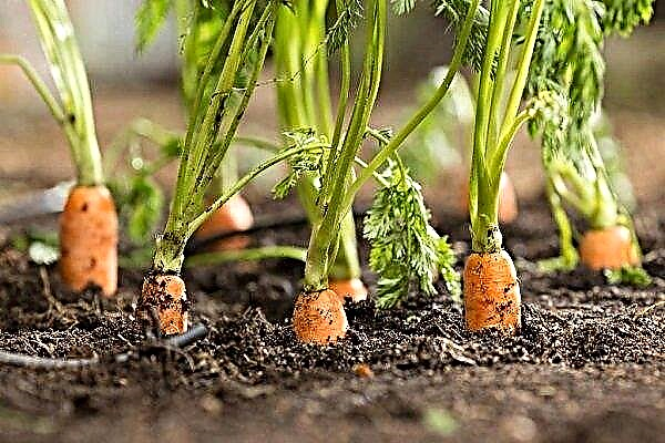 Causes of yellowing of carrots and methods of struggle